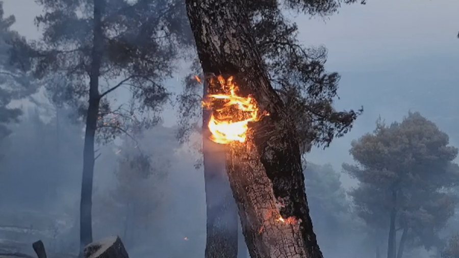Zjarret thyejnë rekorde, shkrumbohen 49 mijë hektarë pyje në Shqipëri