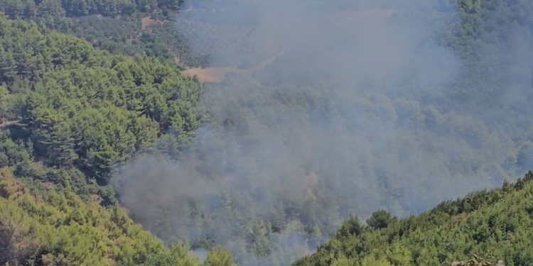 3 vatra zjarri aktive në masivin pyjor në Mallakastër, kryebashkiaku apel për ndërhyrje nga ajri