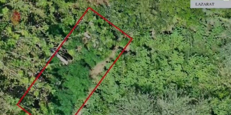 Kultivonte kanabis në oborrin e shtëpisë, arrestohet një person në Lazarat