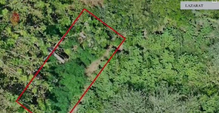 Kultivonte kanabis në oborrin e shtëpisë, arrestohet një person në Lazarat