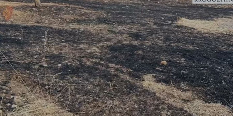 Dogji një sipërfaqe të madhe me pemë, arrestohet autori i zjarrvënies në Rrogozhinë