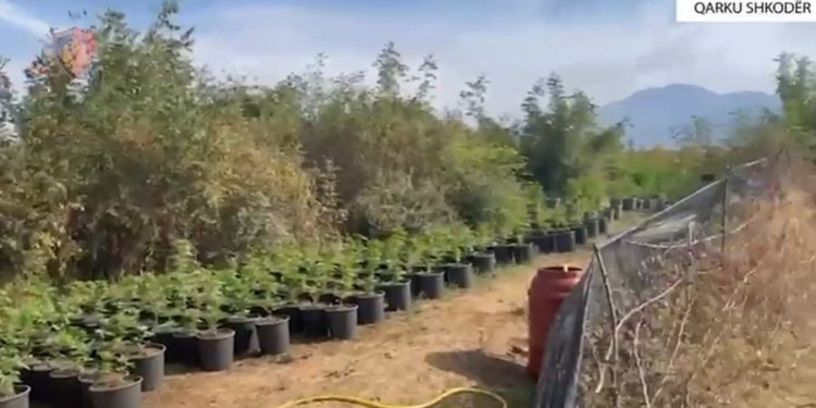 Zbulohen 7 parcela me kanabis në Shkodër, dy të arrestuar, 3 kryepleq nën hetim