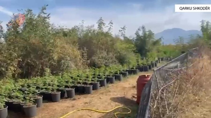 Zbulohen 7 parcela me kanabis në Shkodër, dy të arrestuar, 3 kryepleq nën hetim