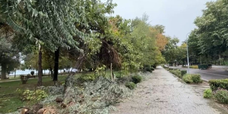 Pemë të thyera, e tenda të rrëzuara, pasojat e stuhisë në Pogradec