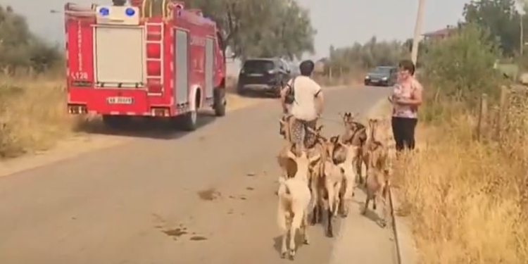 VIDEO / Zjarret në Gramsh, banorët me sytë nga shteti: Humbëm gjithçka