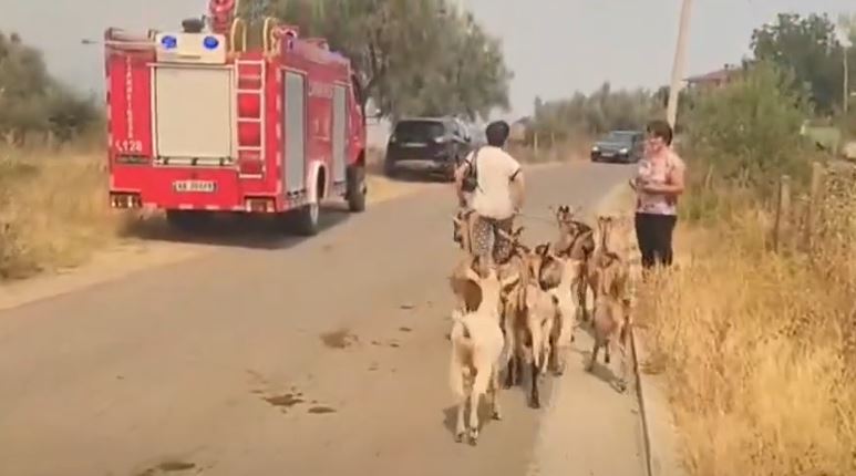 VIDEO / Zjarret në Gramsh, banorët me sytë nga shteti: Humbëm gjithçka