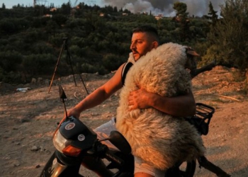 “Kafshët ishin të lidhura, krim!”/ Flet shqiptari, ikonë e zjarreve në Greqi me delen në krah