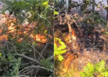 Flakët përfshijnë një sipërfaqe pyjore në Devoll, ndërhyjnë zjarrfikësit