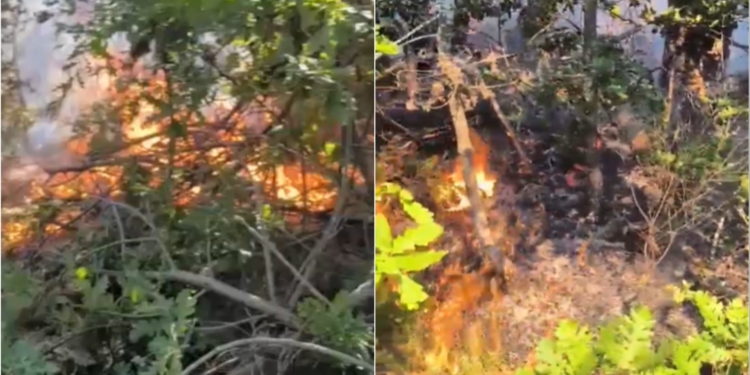 Flakët përfshijnë një sipërfaqe pyjore në Devoll, ndërhyjnë zjarrfikësit