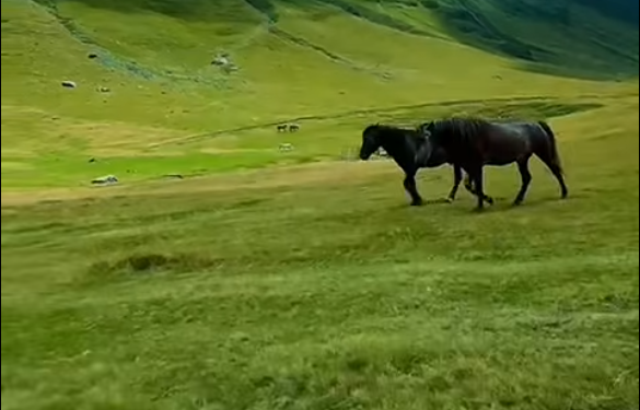 Mes natyrës dhe kuajve, Rama thotë “mirëmëngjes” me pamjet nga Bjeshkët e Dobërdolit