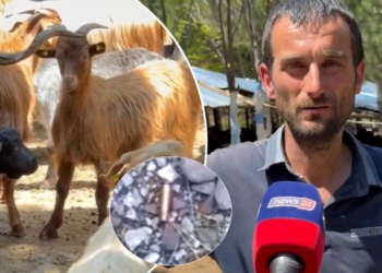 “Ik se do vdesësh”/ Fermeri në Pukë flet pas incidentit: U zgjuam me krisma armësh, kam pasur një konflikt verbal me…