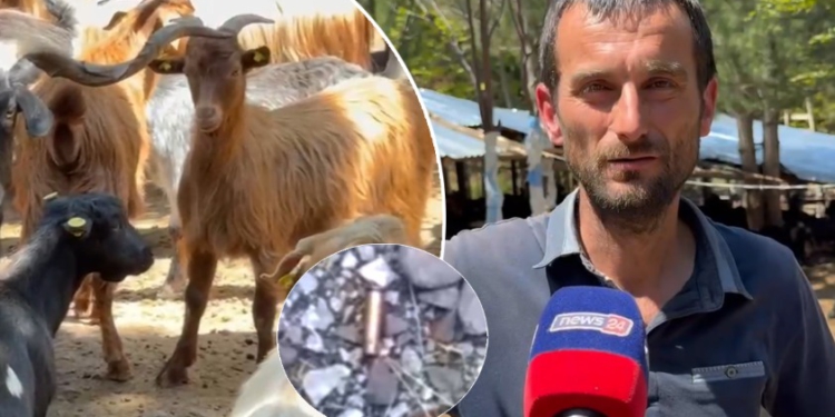 “Ik se do vdesësh”/ Fermeri në Pukë flet pas incidentit: U zgjuam me krisma armësh, kam pasur një konflikt verbal me…