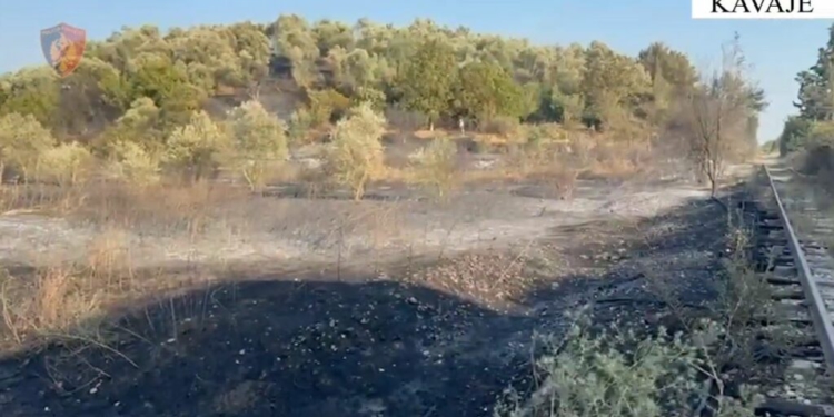Zjarri dogji pemët në Kavajë, arrestohet autori i dyshuar