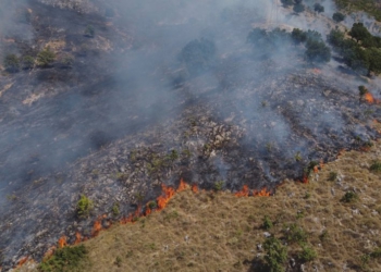 Pyjet e Shqipërisë po tkurren me shpejtësi, zjarret dhe prerjet e paligjshme rrezikojnë ekosistemin