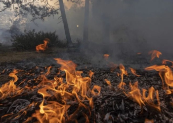 Zjarr në fshatin ‘Katund i Vjetër’ në Mirditë, flakët djegin masivin pyjor, forcat zjarrfikëse në terren