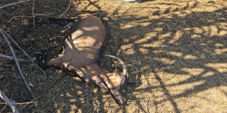 Masakër në Lushnjë, ujqërit shkatërrojnë kopenë e blegtorit në Karbunarë