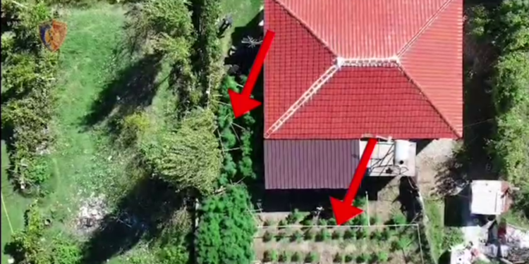 Kultivim kanabisi në oborrin e shtëpisë, një i arrestuar dhe një i shpallur në kërkim
