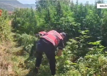 Një faqe mali me 12 mijë rrënjë kanabis, 14 të arrestuar në Malësi të Madhe (EMRAT)