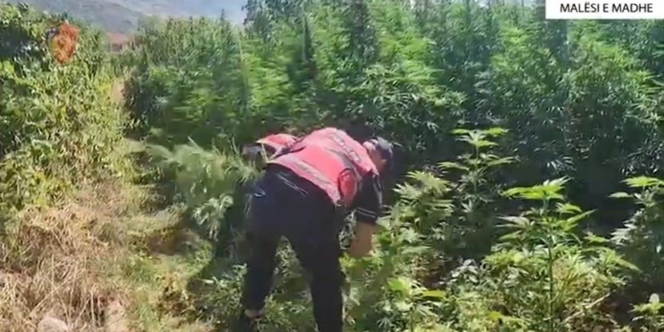 Një faqe mali me 12 mijë rrënjë kanabis, 14 të arrestuar në Malësi të Madhe (EMRAT)