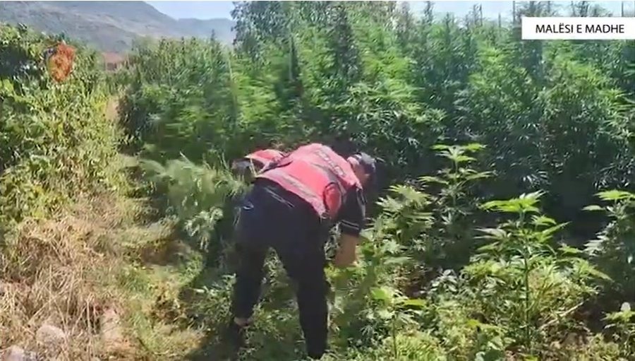 Një faqe mali me 12 mijë rrënjë kanabis, 14 të arrestuar në Malësi të Madhe (EMRAT)
