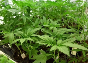 Mbolli marijuanë në shtëpi për të paguar trajtimin e partneres, rrëfehet në gjyq 41-vjeçari italian dhe lirohet