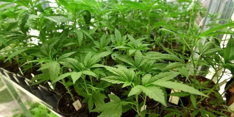 Mbolli marijuanë në shtëpi për të paguar trajtimin e partneres, rrëfehet në gjyq 41-vjeçari italian dhe lirohet