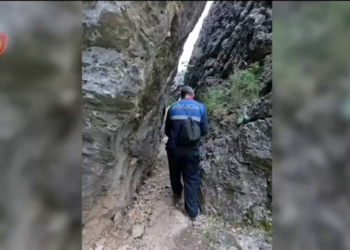 Zbulohen dhe asgjësohen 4600 rrënjë kanabis të fshehura pas malit