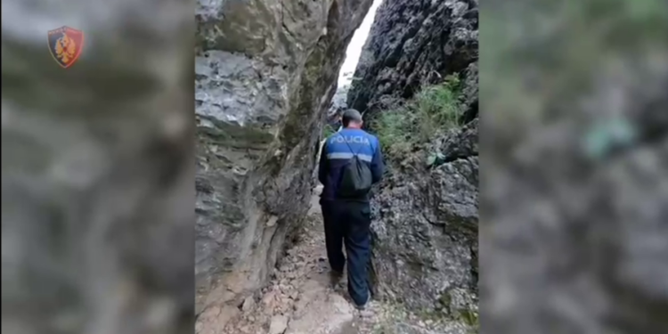 Zbulohen dhe asgjësohen 4600 rrënjë kanabis të fshehura pas malit