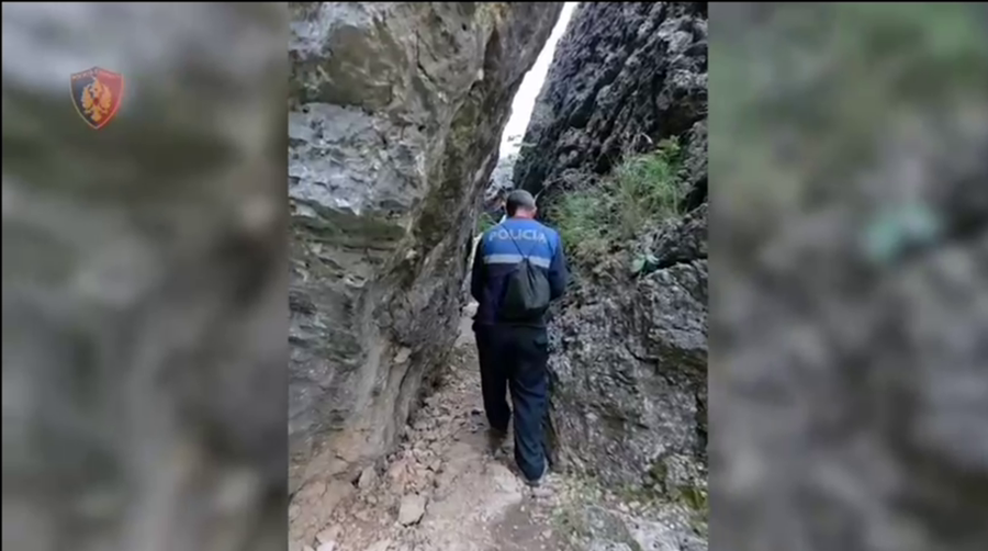 Zbulohen dhe asgjësohen 4600 rrënjë kanabis të fshehura pas malit
