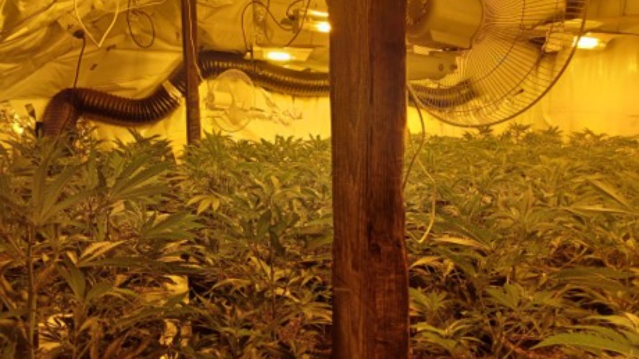 Kishin një rrjet shtëpish bari, prodhonin e shisnin…/ Gjykata angleze, 40 vite burg 7 shqiptarëve