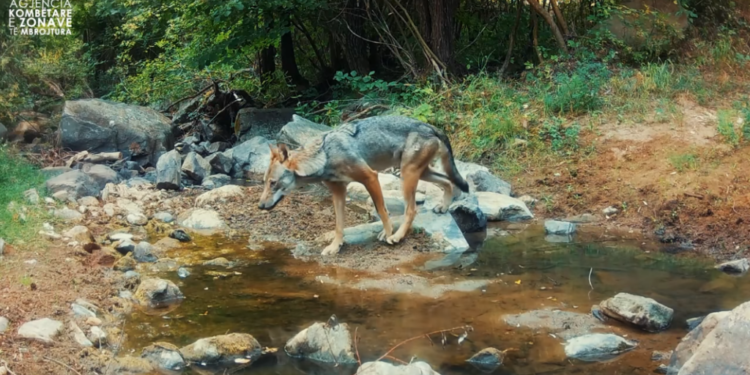 Rama ndan videon unike nga natyra shqiptare: Habitatet e sigurta për speciet e shumëllojshme