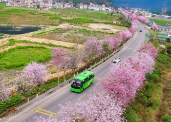 Autobusët e rinj me energji të re përbëjnë 82.7% të autobusëve publikë…
