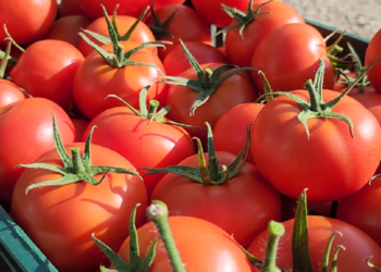 8 tonë domate me pesticide drejt Kroacisë, arrestohen tre persona, dy prej tyre inspektorë AKU