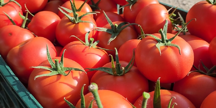 8 tonë domate me pesticide drejt Kroacisë, arrestohen tre persona, dy prej tyre inspektorë AKU