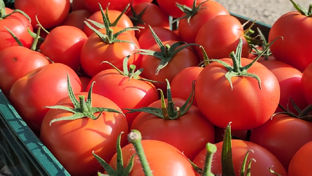 8 tonë domate me pesticide drejt Kroacisë, arrestohen tre persona, dy prej tyre inspektorë AKU