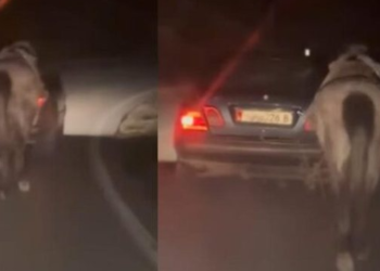 VIDEO/ E pazakontë! Tërhoqi kalin me makinë, procedohet 60-vjeçari