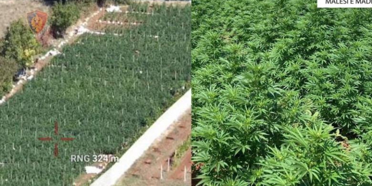Kultivuan 5093 bimë kanabisi në Malësi të Madhe, pranga 2 personave/ Shpallen në kërkim dy vëllezër