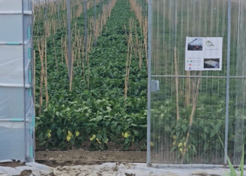 Eksportoi 8 tonë domate me pesticide, lihet në burg pronari i subjektit, dy inspektorë të AKU-së në arrest shtëpie