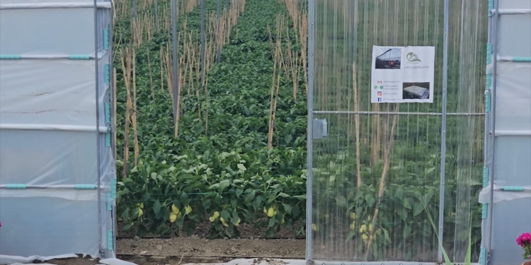 Eksportoi 8 tonë domate me pesticide, lihet në burg pronari i subjektit, dy inspektorë të AKU-së në arrest shtëpie
