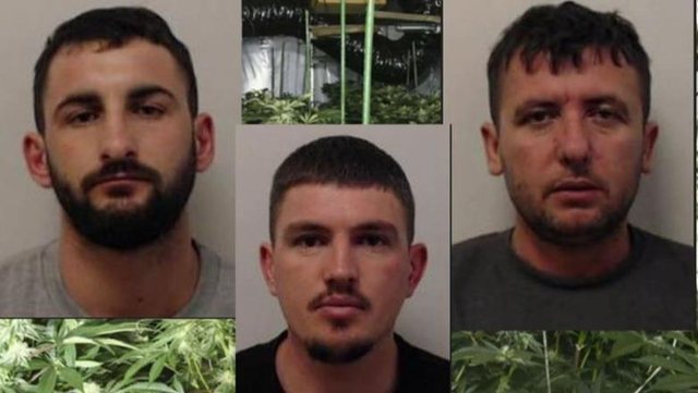 Kultivuan 2 mln euro kanabis në Skoci: Dënohen me rreth 20 vite burg 3 shqiptarët në Britani!