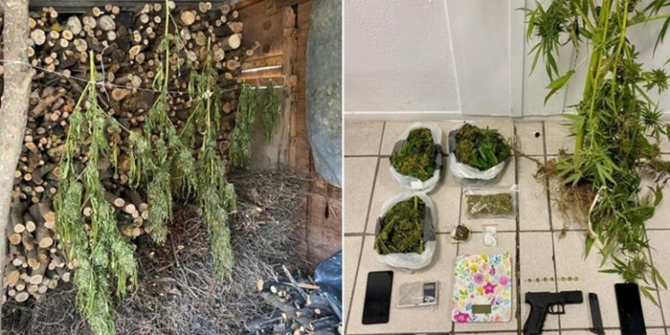 Policia iu gjeti kanabis dhe armë në fermën e tyre, arrestohen tre shqiptarët në Greqi