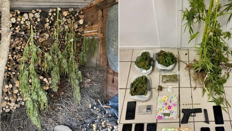 Policia iu gjeti kanabis dhe armë në fermën e tyre, arrestohen tre shqiptarët në Greqi
