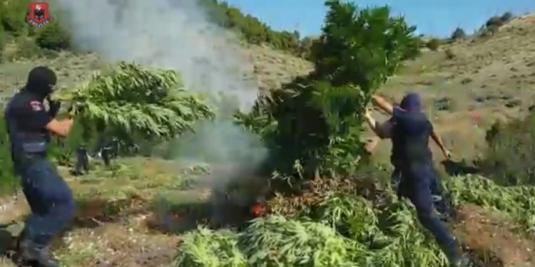 Kavajë/ 550 bimë narkotike në zonën që mbulonin, AMP pezullon 4 policë