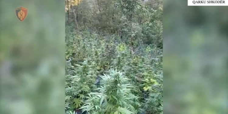 Zbulohen 4000 rrënjë kanabis në Shkodër, e pësojnë kryetarët e fshatrave