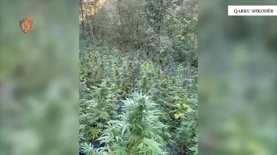 Zbulohen 4000 rrënjë kanabis në Shkodër, e pësojnë kryetarët e fshatrave