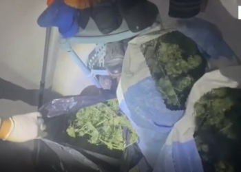Kultivuan kanabis në tokën e tyre dhe e fshehën në banesë, arrestohet çifti në Devoll