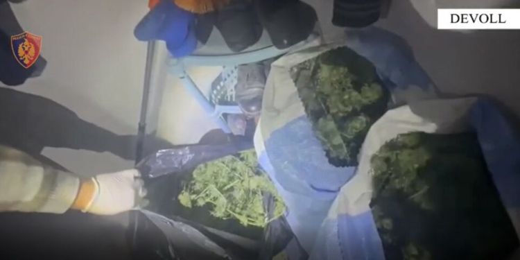 Kultivuan kanabis në tokën e tyre dhe e fshehën në banesë, arrestohet çifti në Devoll