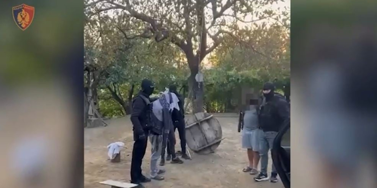 EMRAT/ Kapen mbi 40 kg drogë në Mirditë, prangosen dy vëllezërit dhe shoku i tyre