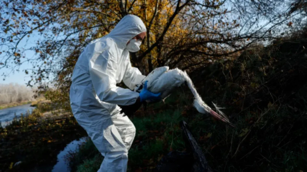 Alarmohen shkencëtarët për përhapjen masive të gripit të shpendëve në Evropë: Mund të kthehet në pandemi brenda 2 ditësh