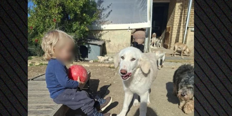 “Qeni u frikësua nga të shtënat e gjuetarëve dhe sulmoi fëmijën tim!”Deklarimi prekës i nënë së 2-vjeçarit shqiptar që e vrau pitbulli
